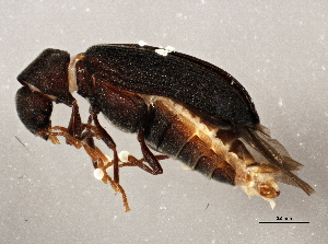  (Hemicoelus umbrosus - BIOUG03065-G09)  @13 [ ] CreativeCommons - Attribution (2013) CBG Photography Group Centre for Biodiversity Genomics