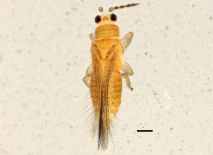  (Scirtothrips brevipennis - BIOUG03992-H08)  @14 [ ] CreativeCommons - Attribution (2012) CBG Photography Group Centre for Biodiversity Genomics