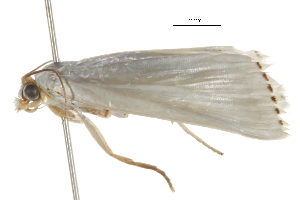  ( - BIOUG03216-D04)  @12 [ ] CreativeCommons - Attribution (2012) CBG Photography Group Centre for Biodiversity Genomics