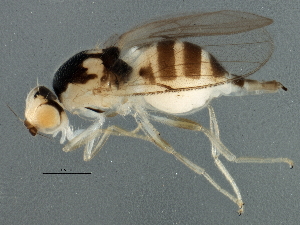  (Gaurax dorsalis - BIOUG03371-G12)  @13 [ ] CreativeCommons - Attribution (2013) CBG Photography Group Centre for Biodiversity Genomics