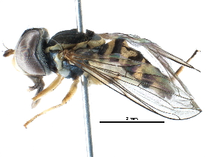  ( - BIOUG03372-C02)  @13 [ ] CreativeCommons - Attribution (2016) CBG Photography Group Centre for Biodiversity Genomics