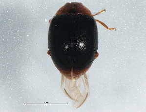  ( - BIOUG03260-C03)  @13 [ ] CreativeCommons - Attribution (2013) CBG Photography Group Centre for Biodiversity Genomics