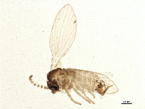  ( - BIOUG03511-B02)  @12 [ ] CreativeCommons - Attribution (2013) CBG Photography Group Centre for Biodiversity Genomics