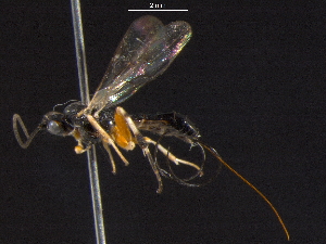  ( - BIOUG03682-A07)  @13 [ ] CreativeCommons - Attribution (2012) CBG Photography Group Centre for Biodiversity Genomics