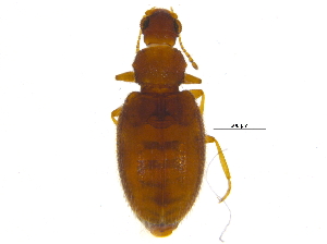 (Melanophthalma - BIOUG03515-C08)  @15 [ ] CreativeCommons - Attribution (2012) CBG Photography Group Centre for Biodiversity Genomics