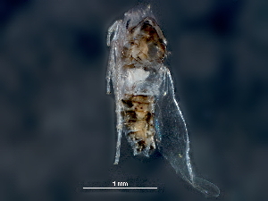  ( - BIOUG03634-D03)  @11 [ ] CreativeCommons - Attribution (2018) CBG Photography Group Centre for Biodiversity Genomics