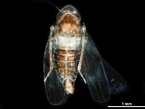  ( - BIOUG03685-H08)  @11 [ ] CreativeCommons - Attribution (2017) CBG Photography Group Centre for Biodiversity Genomics