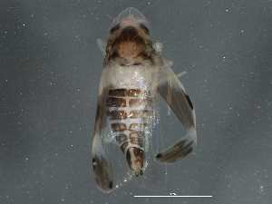 ( - BIOUG03686-E03)  @13 [ ] CreativeCommons - Attribution (2013) CBG Photography Group Centre for Biodiversity Genomics