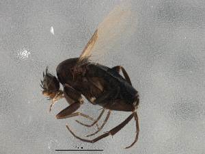  ( - BIOUG03687-G06)  @12 [ ] CreativeCommons - Attribution (2013) CBG Photography Group Centre for Biodiversity Genomics