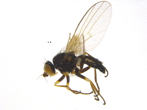  ( - BIOUG03762-C02)  @13 [ ] CreativeCommons - Attribution (2012) CBG Photography Group Centre for Biodiversity Genomics