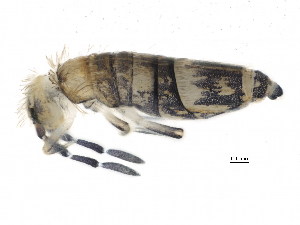 (Entomobrya assuta - BIOUG03901-C06)  @16 [ ] CreativeCommons - Attribution (2012) CBG Photography Group Centre for Biodiversity Genomics