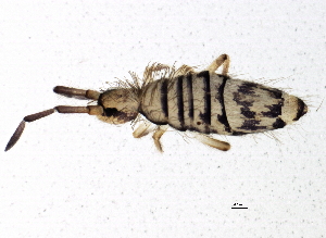  (Entomobrya multifasciata - BIOUG03932-C02)  @16 [ ] CreativeCommons - Attribution (2012) CBG Photography Group Centre for Biodiversity Genomics