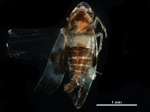  ( - BIOUG03768-B09)  @11 [ ] CreativeCommons - Attribution (2017) CBG Photography Group Centre for Biodiversity Genomics