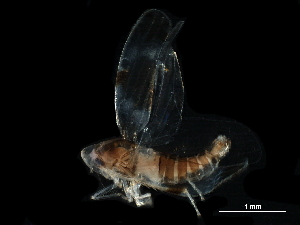 ( - BIOUG03926-A05)  @11 [ ] CreativeCommons - Attribution (2017) CBG Photography Group Centre for Biodiversity Genomics