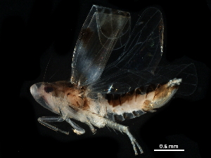  ( - BIOUG03926-A06)  @11 [ ] CreativeCommons - Attribution (2017) CBG Photography Group Centre for Biodiversity Genomics