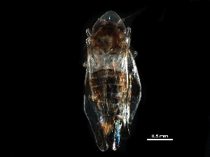  ( - BIOUG03926-D09)  @11 [ ] CreativeCommons - Attribution (2017) CBG Photography Group Centre for Biodiversity Genomics