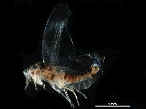  ( - BIOUG03926-D10)  @11 [ ] CreativeCommons - Attribution (2017) CBG Photography Group Centre for Biodiversity Genomics