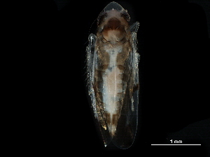  ( - BIOUG03926-E07)  @11 [ ] CreativeCommons - Attribution (2017) CBG Photography Group Centre for Biodiversity Genomics