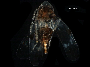 ( - BIOUG03926-H05)  @11 [ ] CreativeCommons - Attribution (2017) CBG Photography Group Centre for Biodiversity Genomics