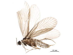  (Palaeagapetus nearcticus - BIOUG20914-C07)  @13 [ ] CreativeCommons - Attribution (2015) CBG Photography Group Centre for Biodiversity Genomics