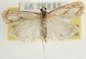  (Catoptria mienshani - Pyr001749)  @14 [ ] Copyright (2010) Zhaofu Yang Northwest Agriculture and Forest University
