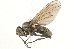  (Spilogona melanosoma - BIOUG15882-G08)  @15 [ ] CreativeCommons - Attribution (2015) CBG Photography Group Centre for Biodiversity Genomics