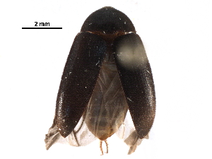  ( - BIOUG20836-E11)  @14 [ ] CreativeCommons - Attribution (2016) CBG Photography Group Centre for Biodiversity Genomics