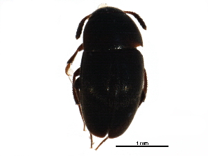  (Ptomaphagus brevior - BIOUG20950-A03)  @14 [ ] CreativeCommons - Attribution (2016) CBG Photography Group Centre for Biodiversity Genomics