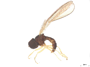  ( - BIOUG21404-B02)  @11 [ ] CreativeCommons - Attribution (2025) CBG Photography Group Centre for Biodiversity Genomics