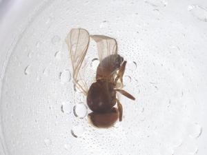  ( - BIOUG03276-G03)  @11 [ ] CreativeCommons - Attribution Share - Alike (2025) Centre for Biodiversity Genomics Centre for Biodiversity Genomics