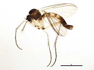  ( - BIOUG03278-F10)  @14 [ ] CreativeCommons - Attribution (2013) CBG Photography Group Centre for Biodiversity Genomics