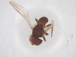  ( - BIOUG03350-B10)  @11 [ ] CreativeCommons - Attribution Share - Alike (2025) Centre for Biodiversity Genomics Centre for Biodiversity Genomics