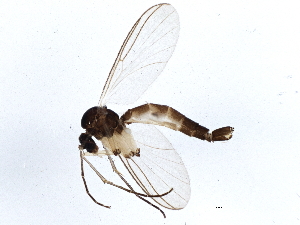  ( - BIOUG03350-A12)  @14 [ ] CreativeCommons - Attribution (2013) CBG Photography Group Centre for Biodiversity Genomics