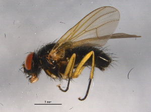  ( - BIOUG03392-H06)  @13 [ ] CreativeCommons - Attribution (2013) CBG Photography Group Centre for Biodiversity Genomics