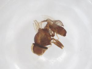  ( - BIOUG03586-A10)  @11 [ ] CreativeCommons - Attribution Share - Alike (2025) Centre for Biodiversity Genomics Centre for Biodiversity Genomics