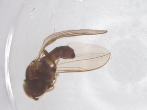  ( - BIOUG03590-E02)  @11 [ ] CreativeCommons - Attribution Share - Alike (2025) Centre for Biodiversity Genomics Centre for Biodiversity Genomics