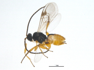  (Cotesia jft53 - BIOUG03662-B11)  @13 [ ] CreativeCommons - Attribution (2013) CBG Photography Group Centre for Biodiversity Genomics
