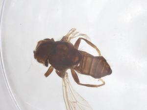  ( - BIOUG03668-D08)  @11 [ ] CreativeCommons - Attribution Share - Alike (2025) Centre for Biodiversity Genomics Centre for Biodiversity Genomics