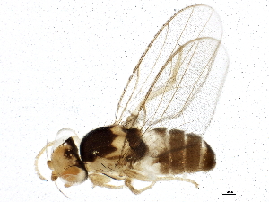  ( - BIOUG03669-F11)  @14 [ ] CreativeCommons - Attribution (2014) CBG Photography Group Centre for Biodiversity Genomics