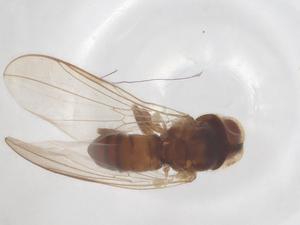  ( - BIOUG03721-A04)  @11 [ ] CreativeCommons - Attribution Share - Alike (2025) Centre for Biodiversity Genomics Centre for Biodiversity Genomics