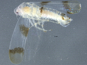  ( - BIOUG03878-E10)  @12 [ ] CreativeCommons - Attribution (2013) CBG Photography Group Centre for Biodiversity Genomics