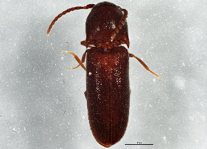  (Microrhagus subsinuatus - BIOUG03843-A12)  @13 [ ] CreativeCommons - Attribution (2014) CBG Photography Group Centre for Biodiversity Genomics