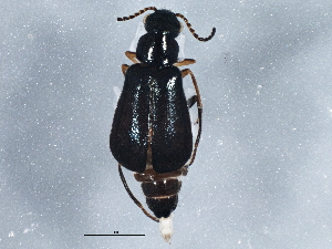  ( - BIOUG03843-H02)  @14 [ ] CreativeCommons - Attribution (2013) CBG Photography Group Centre for Biodiversity Genomics
