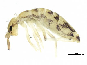  ( - BIOUG04104-G10)  @15 [ ] CreativeCommons - Attribution (2013) CBG Photography Group Centre for Biodiversity Genomics