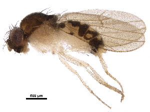  (Mycodrosophila claytonae - BIOUG08738-C10)  @14 [ ] CreativeCommons - Attribution (2017) CBG Photography Group Centre for Biodiversity Genomics