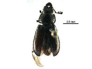  ( - BIOUG08841-C06)  @13 [ ] CreativeCommons - Attribution (2016) CBG Photography Group Centre for Biodiversity Genomics