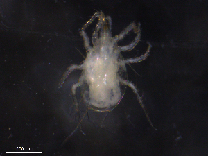  ( - BIOUG09245-H11)  @11 [ ] CreativeCommons - Attribution (2019) CBG Photography Group Centre for Biodiversity Genomics