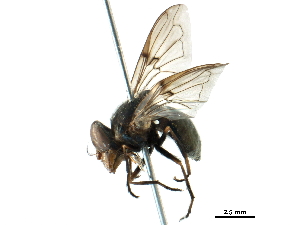  (Copestylum vesicularium - BIOUG09485-H01)  @14 [ ] CreativeCommons - Attribution (2016) CBG Photography Group Centre for Biodiversity Genomics