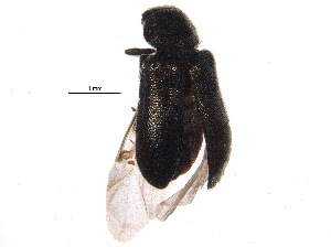  (Trichochrous - BIOUG19520-F11)  @14 [ ] CreativeCommons - Attribution (2015) CBG Photography Group Centre for Biodiversity Genomics