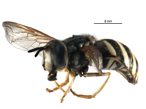  (Chrysotoxum sp. BC1 - BIOUG19698-E10)  @15 [ ] CreativeCommons - Attribution (2015) CBG Photography Group Centre for Biodiversity Genomics